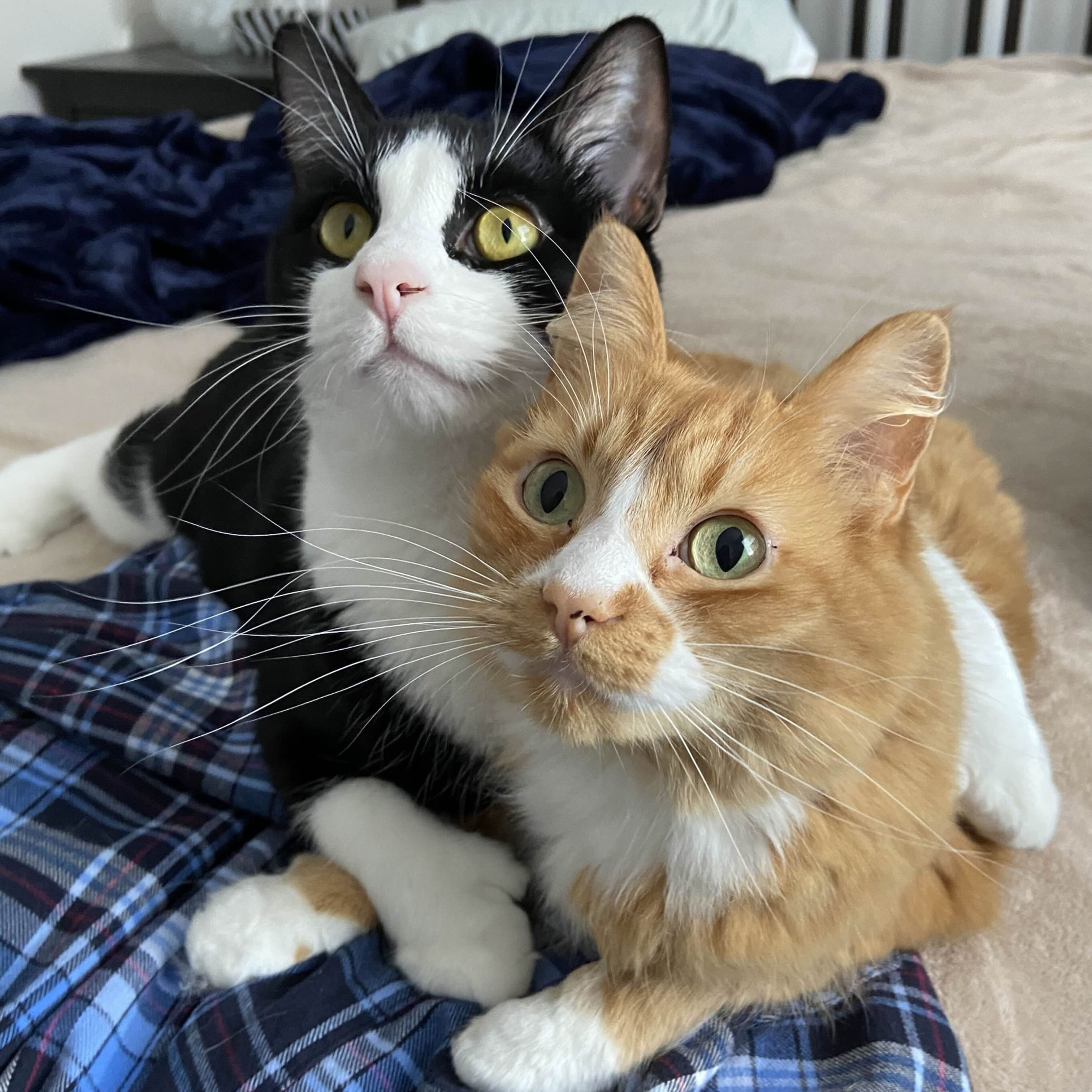 Charlie(Orange cat) Toto(Tuxedo)