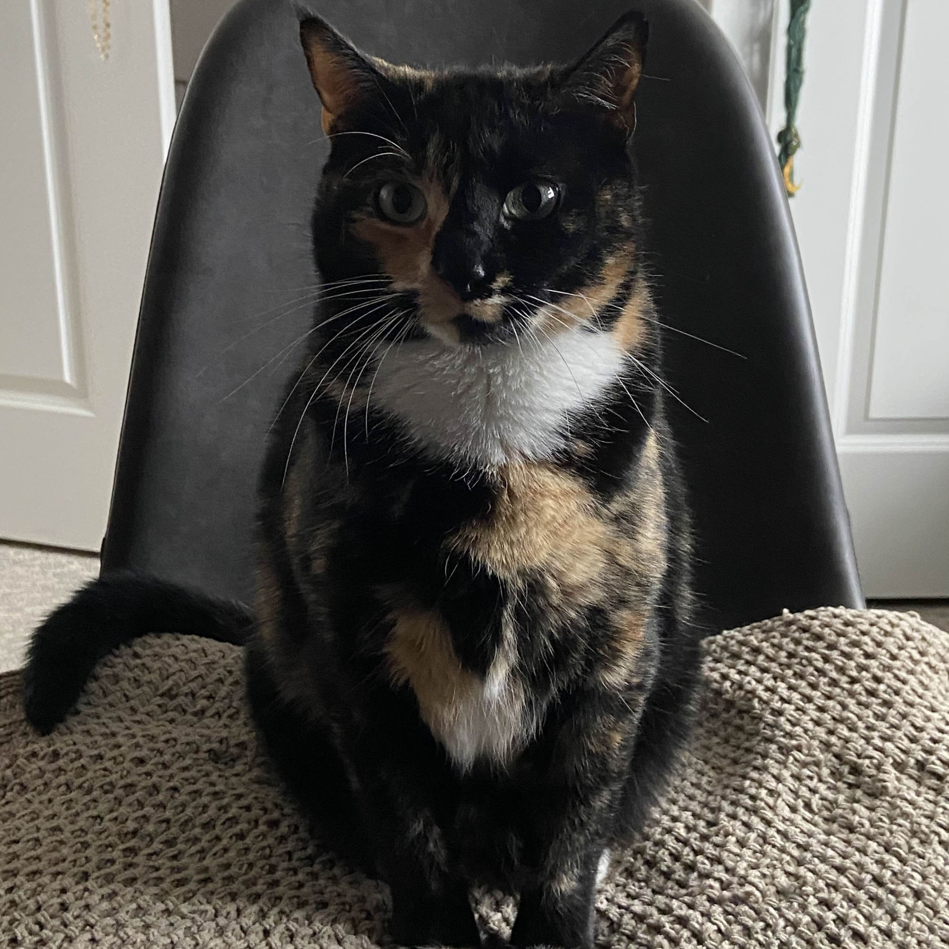 Karma(Tortiseshell Cat)